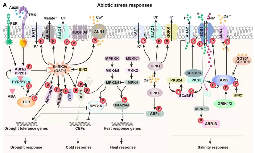 Protein phosphorylation in stress response